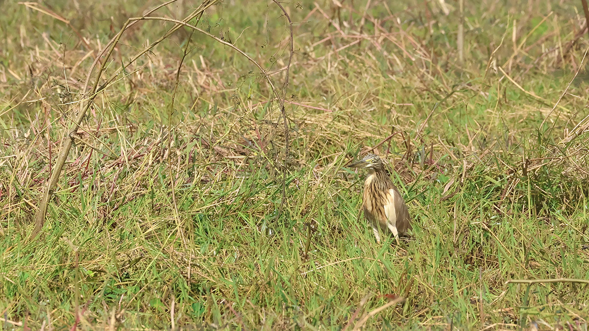 Squacco heron